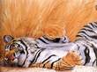 3d tigr